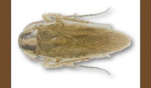 แมลงสาบเอเชีย Asia Cockroach