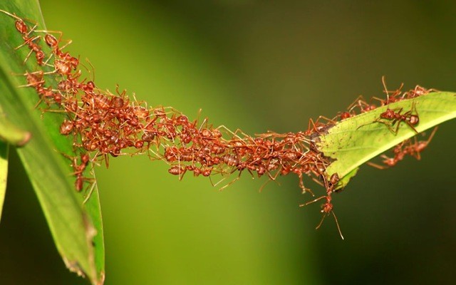 มด Ant